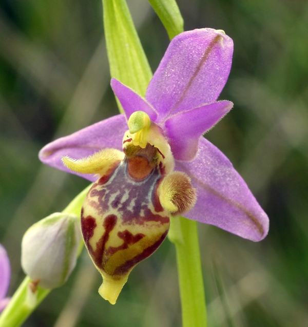 Orchidee di Creta: tra mitologia, montagne e natura, marzo 2015